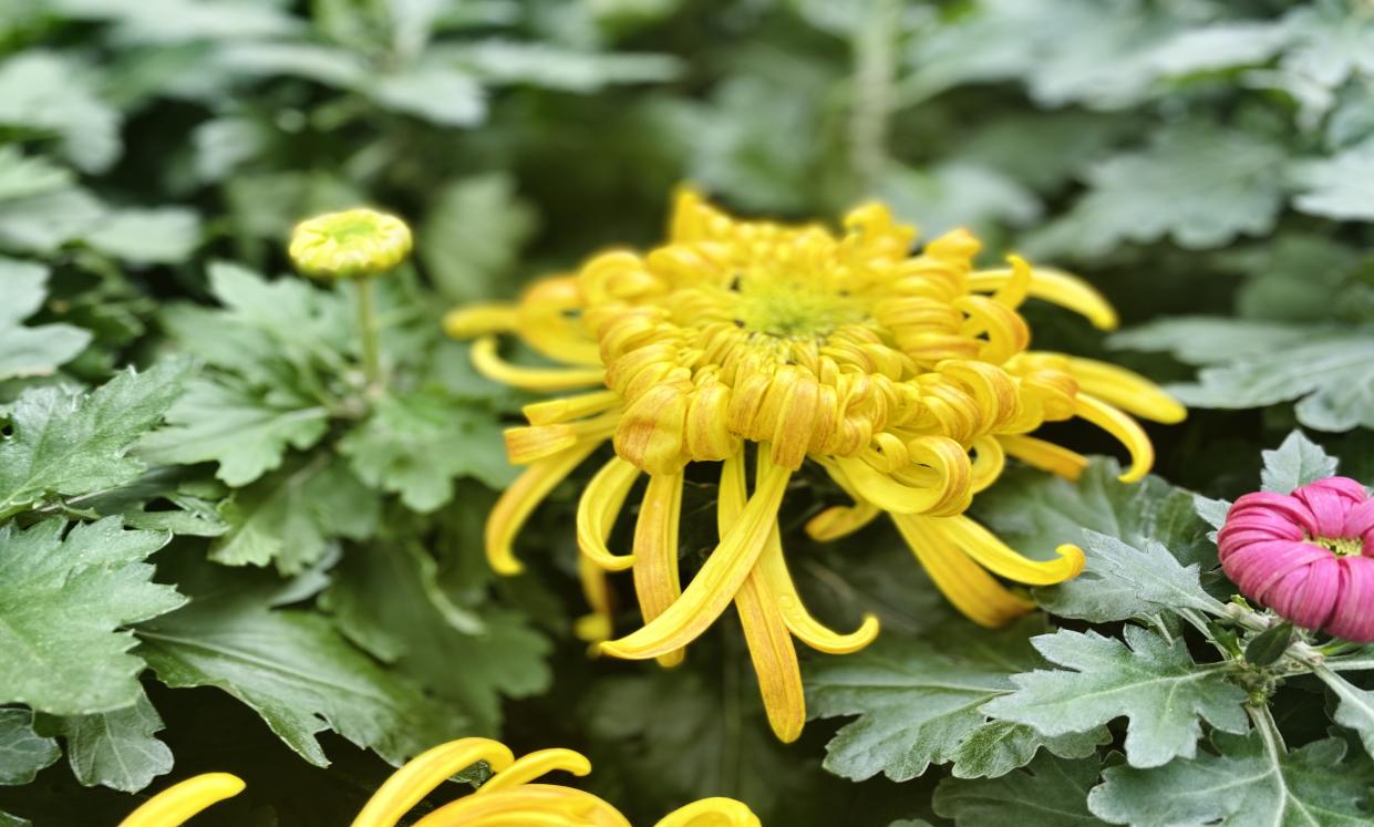 英国威廉集团官网